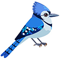 Early Bird Offer